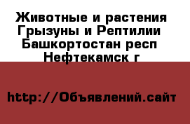 Животные и растения Грызуны и Рептилии. Башкортостан респ.,Нефтекамск г.